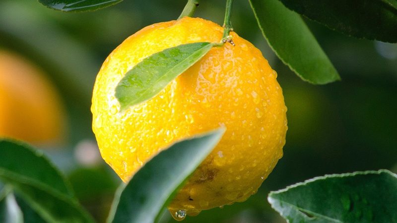 生物制品批发价格之谜：揭秘背后的因素